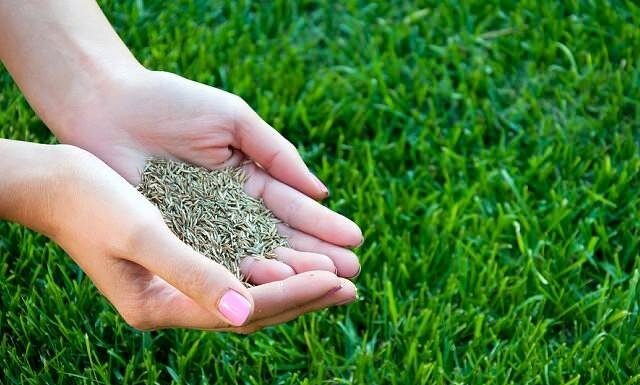 Выбор травы для газона Выбор травы для газона