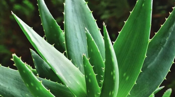 Уникальные свойства алоэ Уникальные свойства алоэ