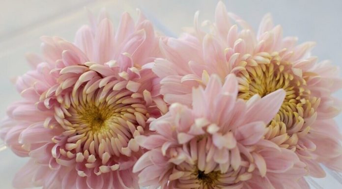 Лучшие сорта хризантем для букетов