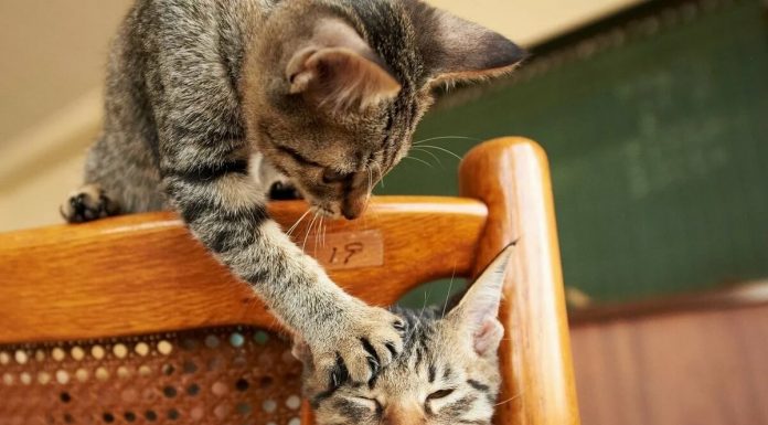 Видео на любой вкус Видео на любой вкус