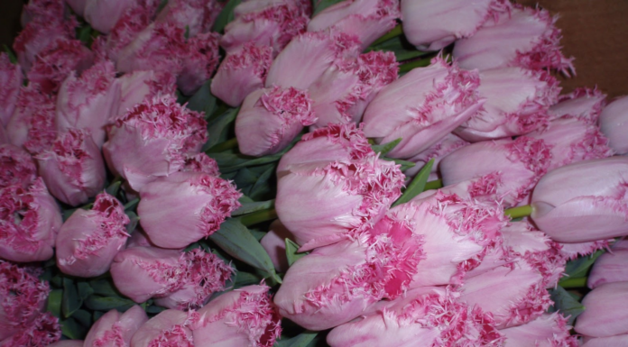 Бахромчатые тюльпаны – особенности